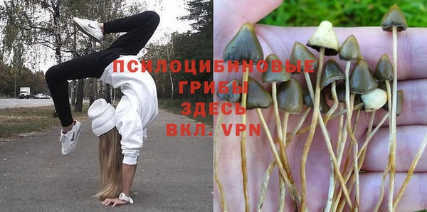 гашик Новозыбков