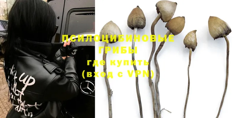 Псилоцибиновые грибы MAGIC MUSHROOMS  купить наркотики сайты  Мыски 